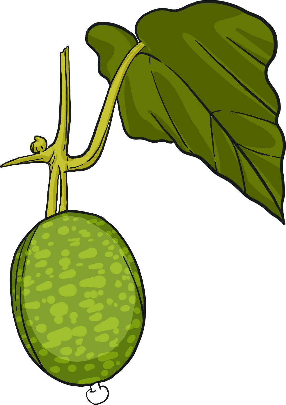 Cucamelon (Mouse Melon) pepquinos