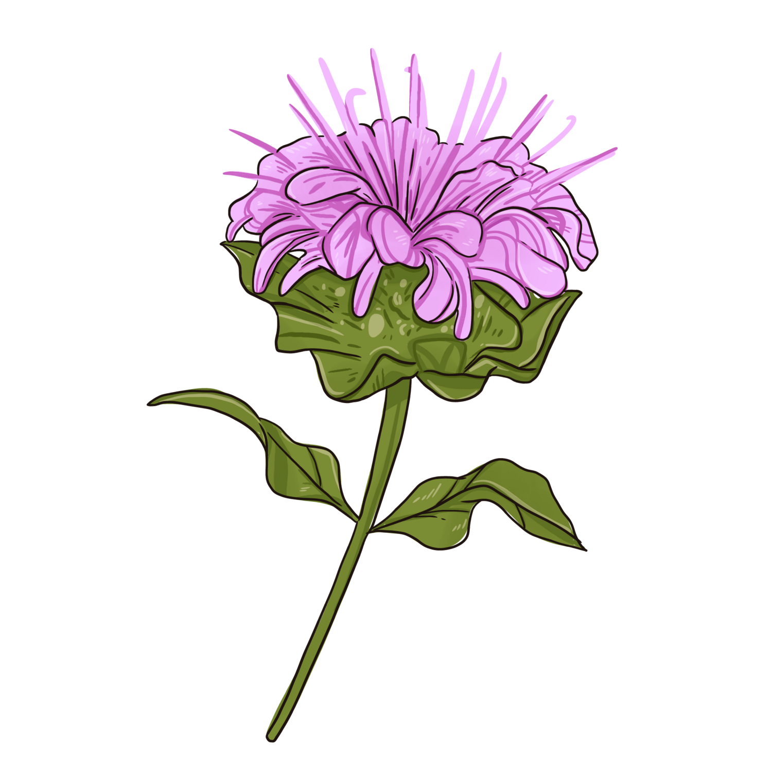 Wild Bergamot