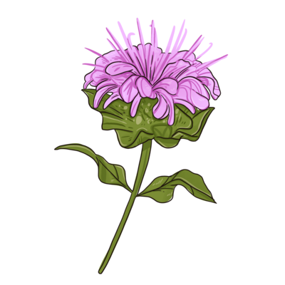 Wild Bergamot