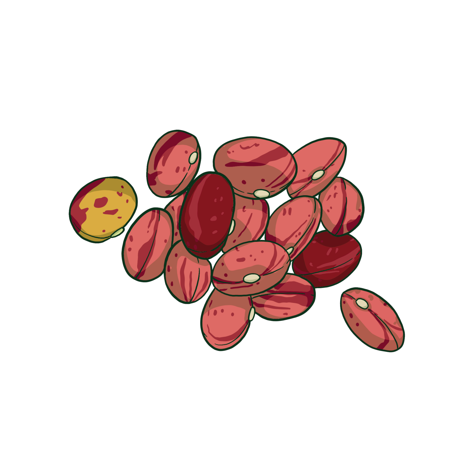 Vermont Cranberry Bush Bean