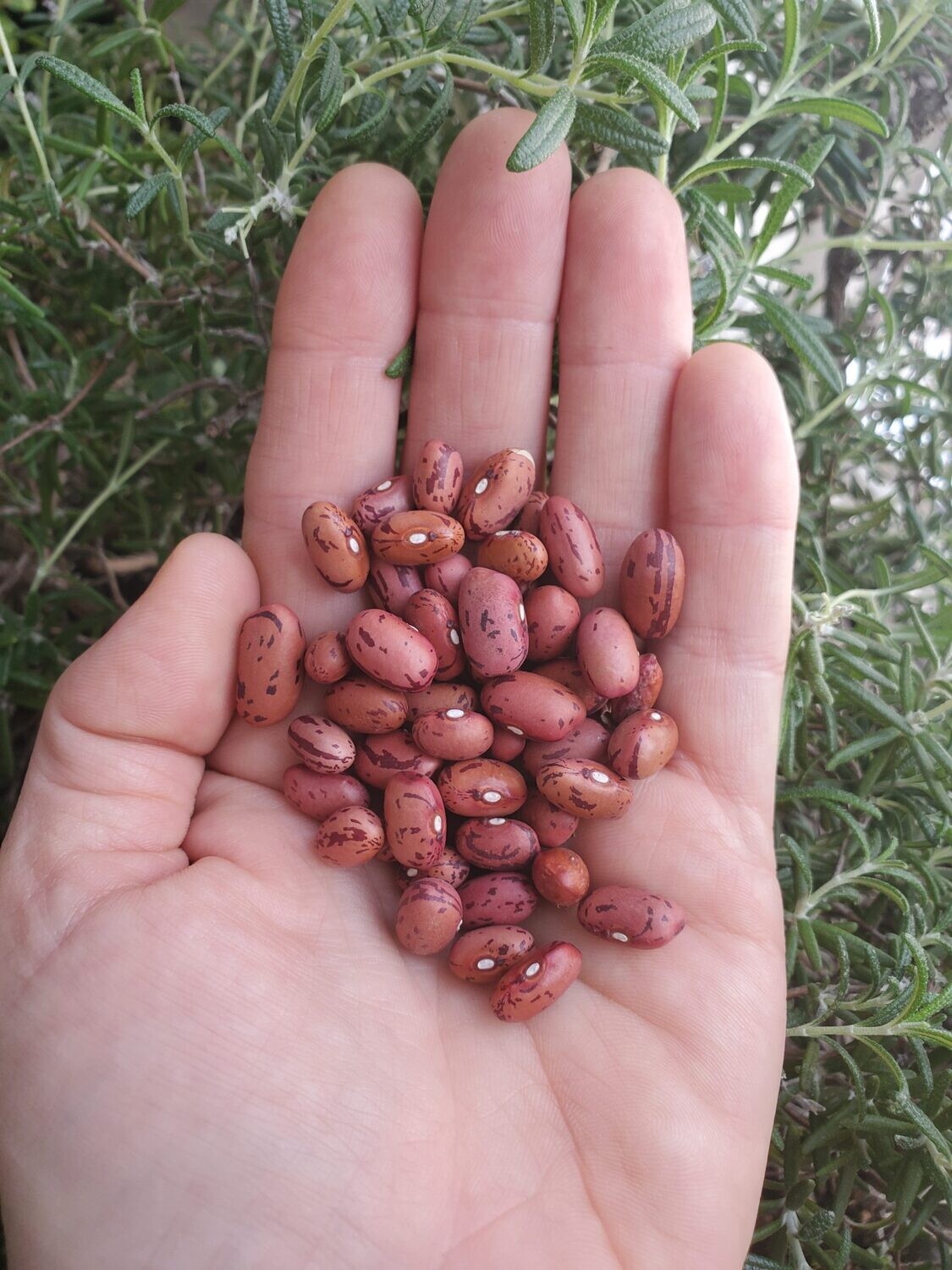 Vermont Cranberry Bush Bean