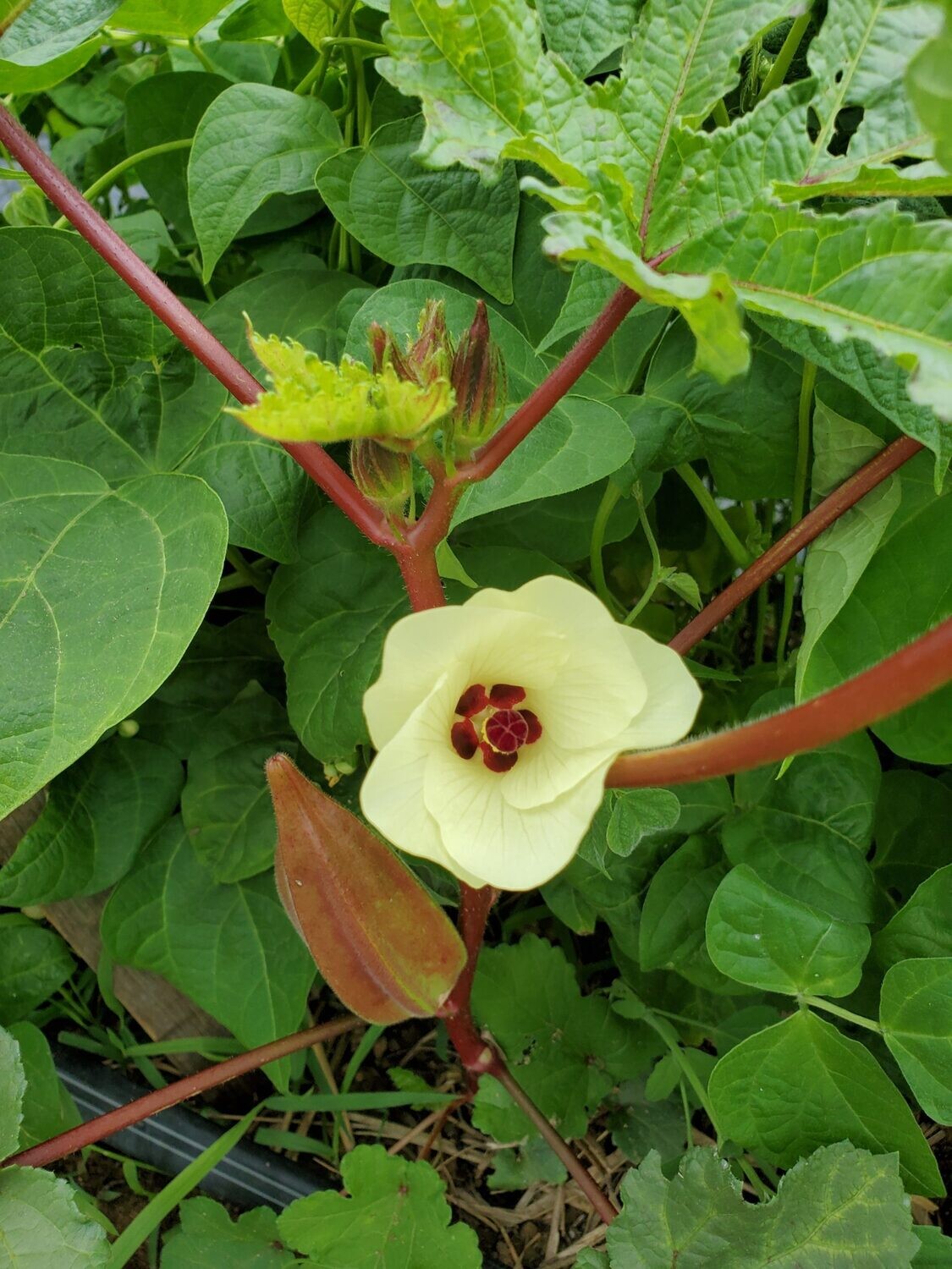 Alabama Red Okra