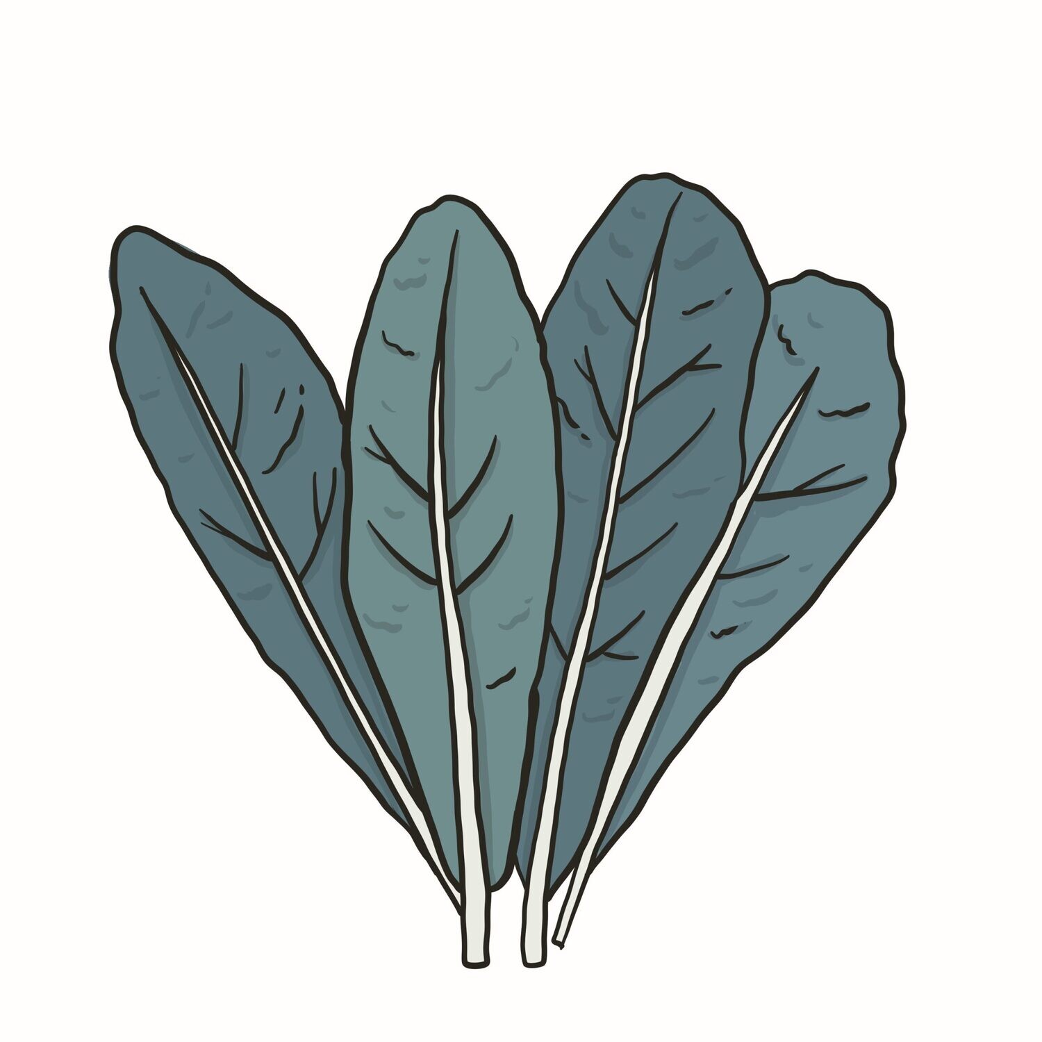 Kale Lacinato