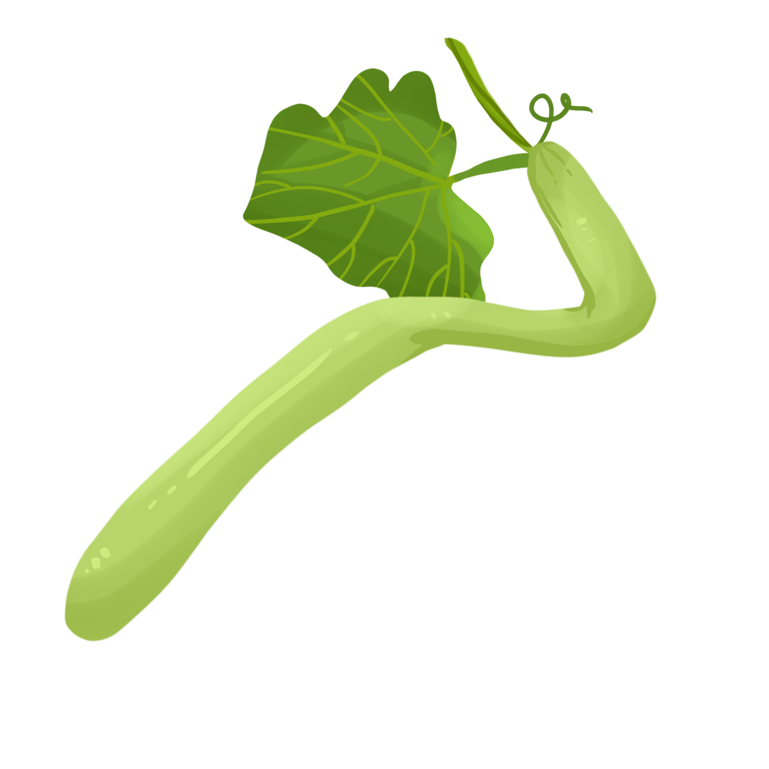Sicilian Squash (gourd)