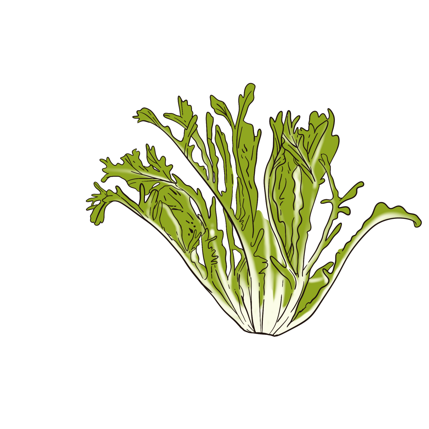 Très fine maraîchère Chicory
