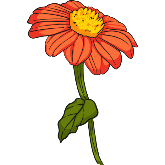 Mexican Sunflower Tithonia Torch