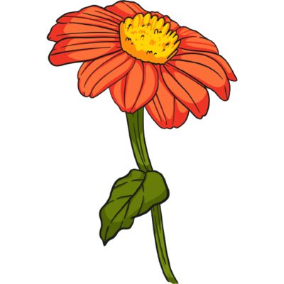 Mexican Sunflower Tithonia Torch