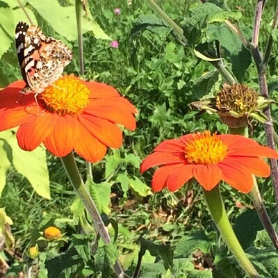 Mexican Sunflower Tithonia Torch
