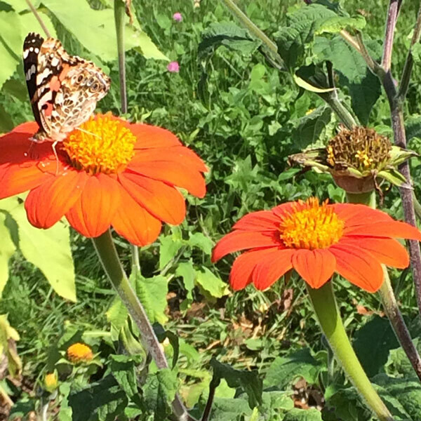 Mexican Sunflower Tithonia Torch