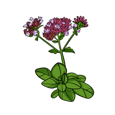 Oregano (Wild Marjoram)