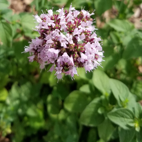 Oregano (Wild Marjoram)