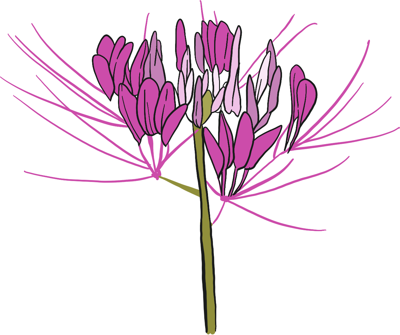 Cleome spider flower