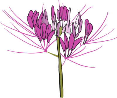 Cleome spider flower