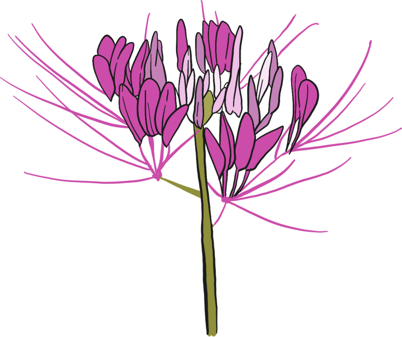 Cleome spider flower