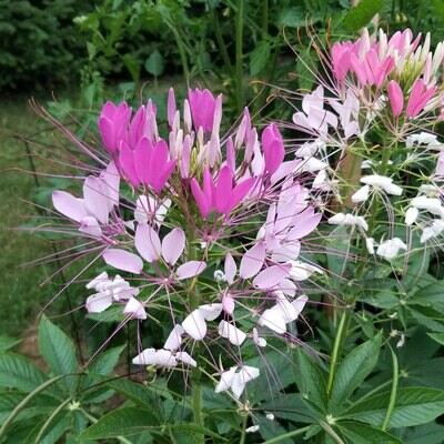 Cleome spider flower