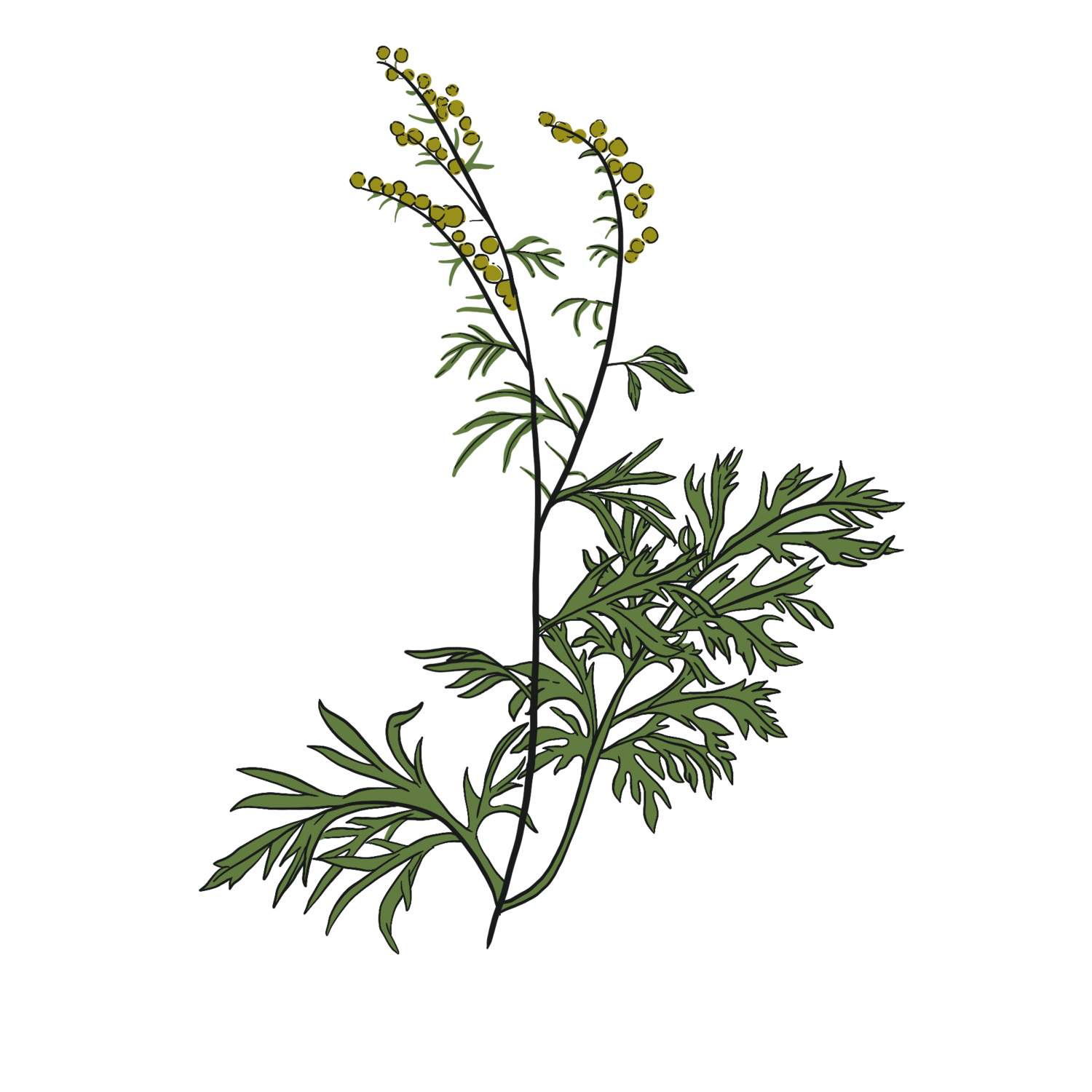 Absinthe