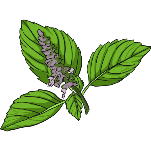 Sacred Basil
