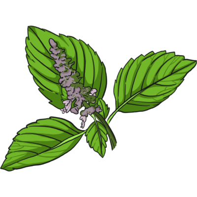 Sacred Basil
