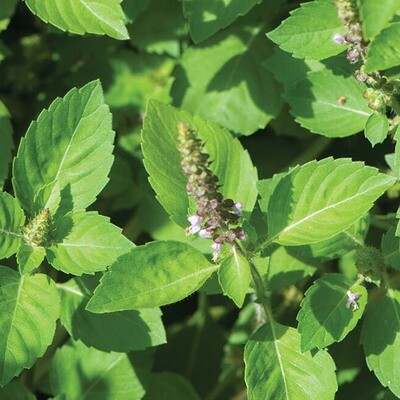 Sacred Basil