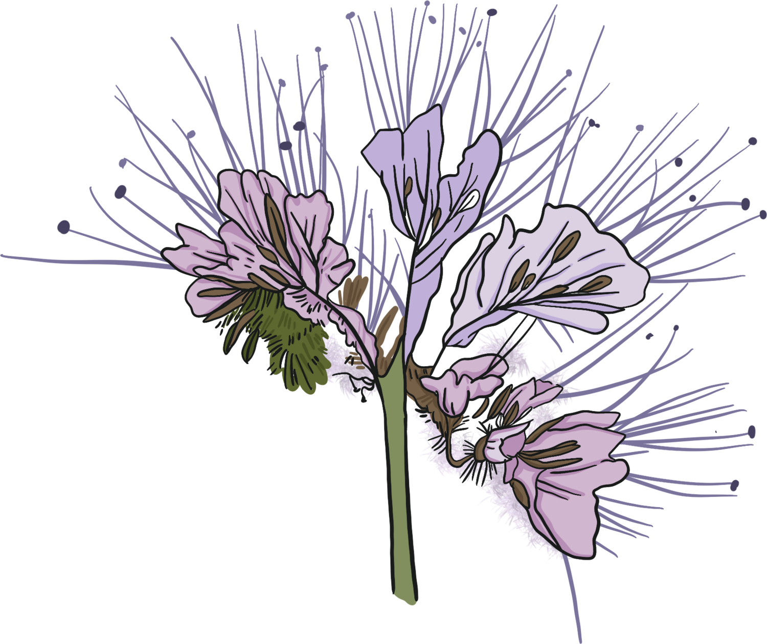Phacelia Flower (Blue Tansy)