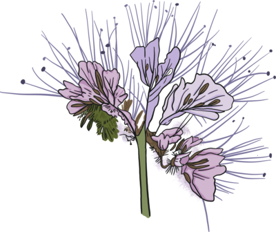 Phacelia Flower (Blue Tansy)
