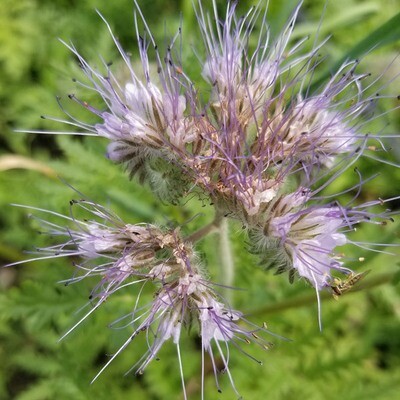 Phacelia Flower (Blue Tansy)