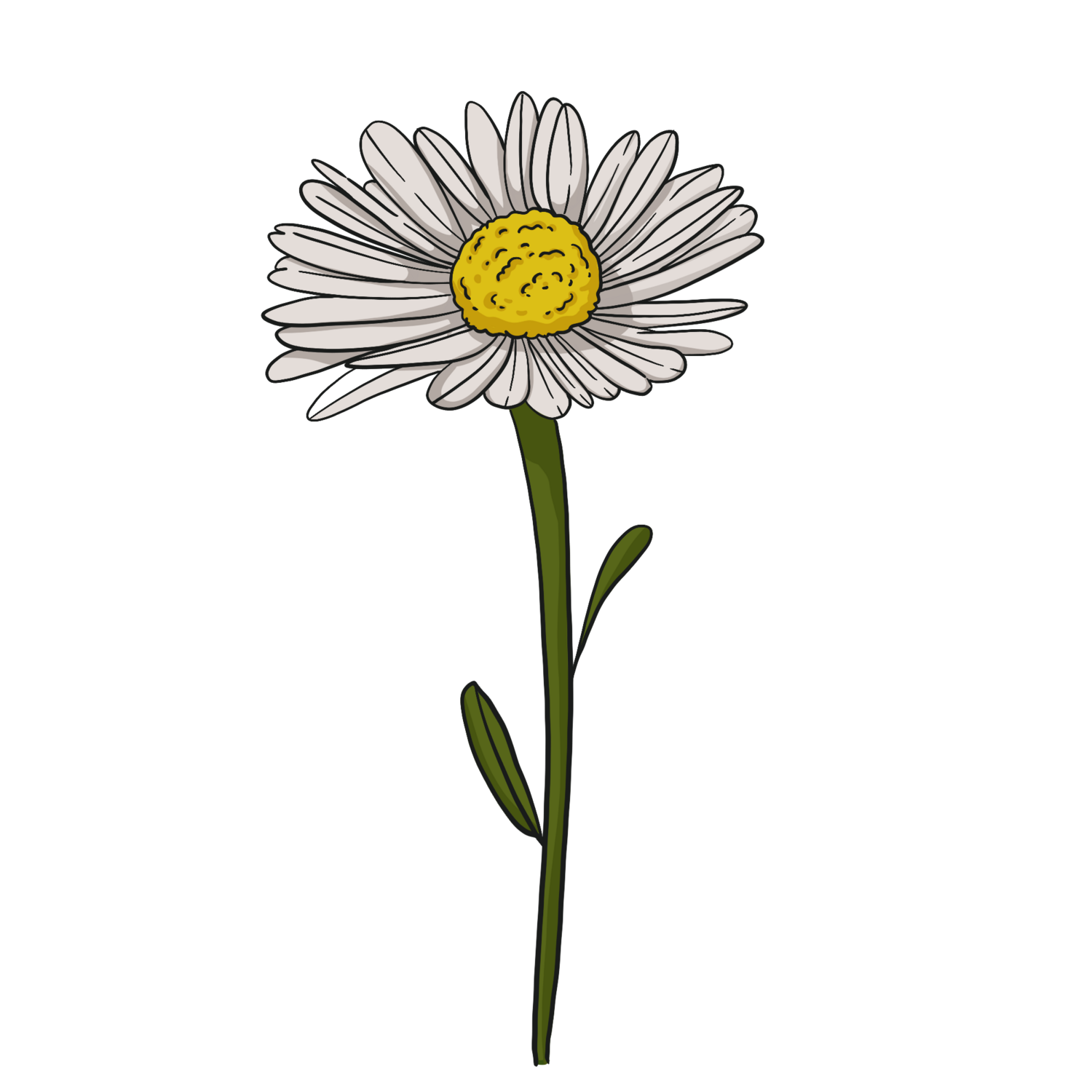 Common Daisy