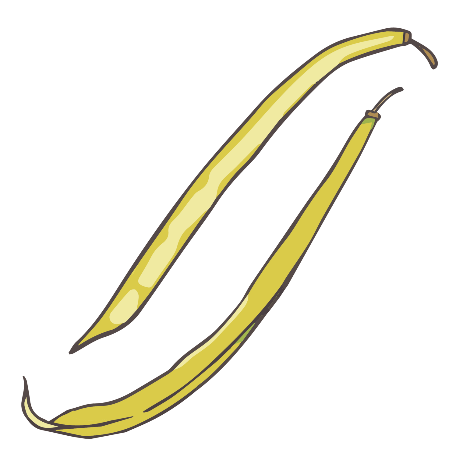 Seneca Hodson Silverwax bean
