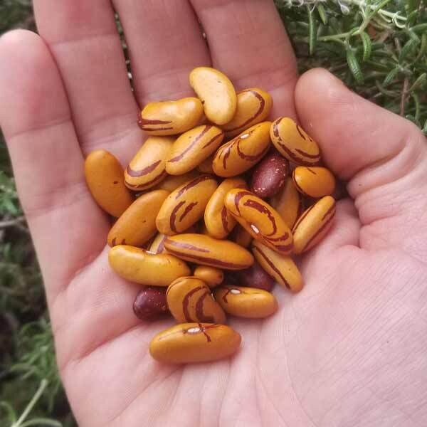 Tiger Eye Pepa de Zapallo bush bean