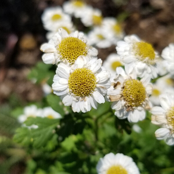 Feverfew