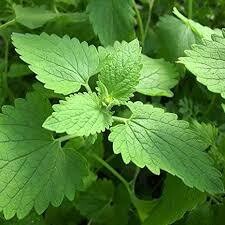 Catnip