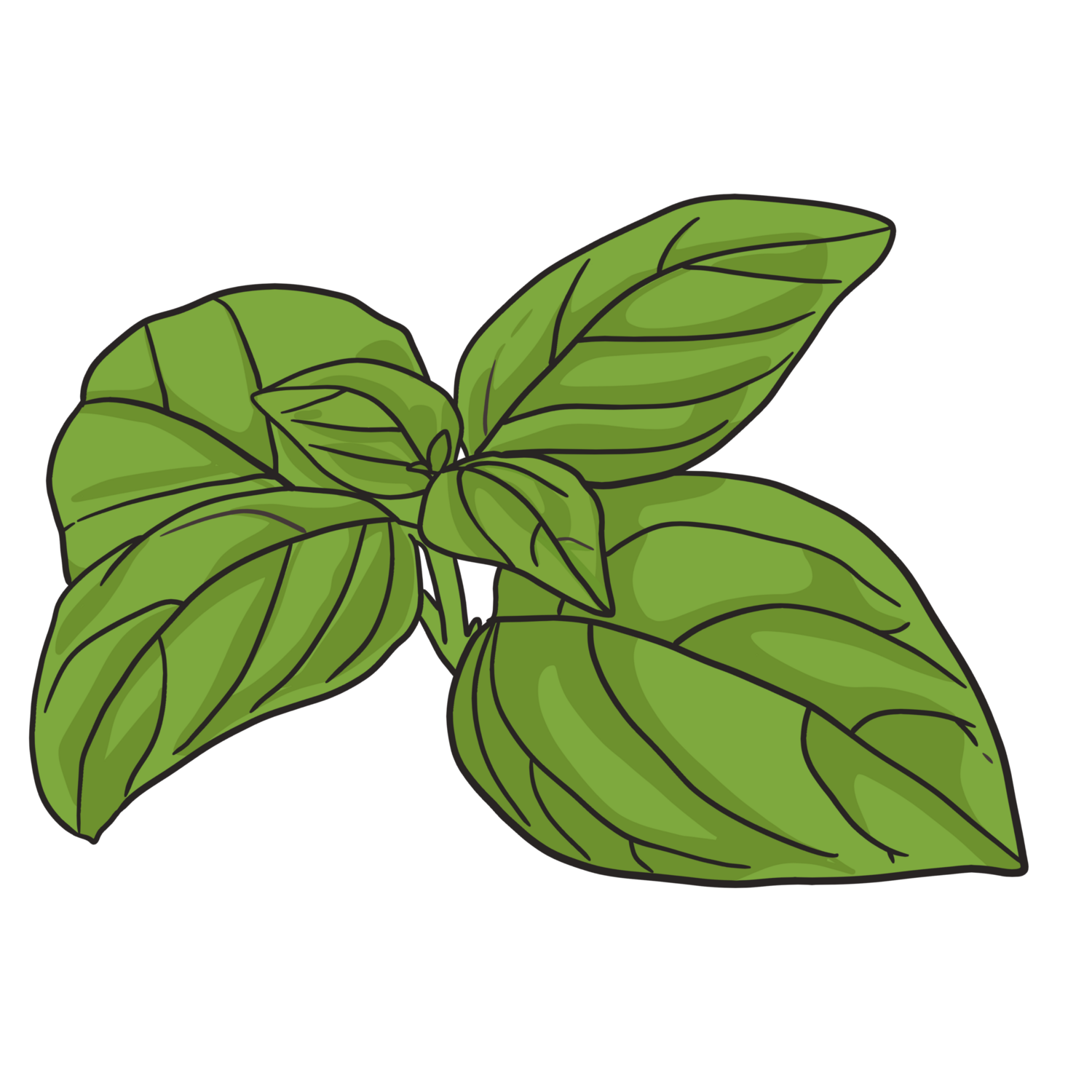 Italian large leaf basil