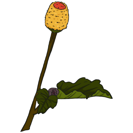 Toothache Plant - Spilanthes