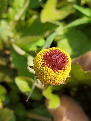 Toothache Plant - Spilanthes