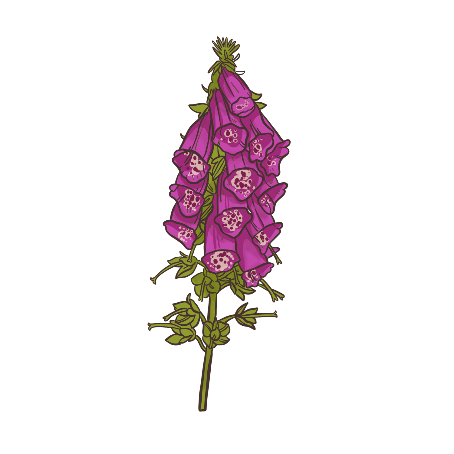 Common Foxglove - Pink