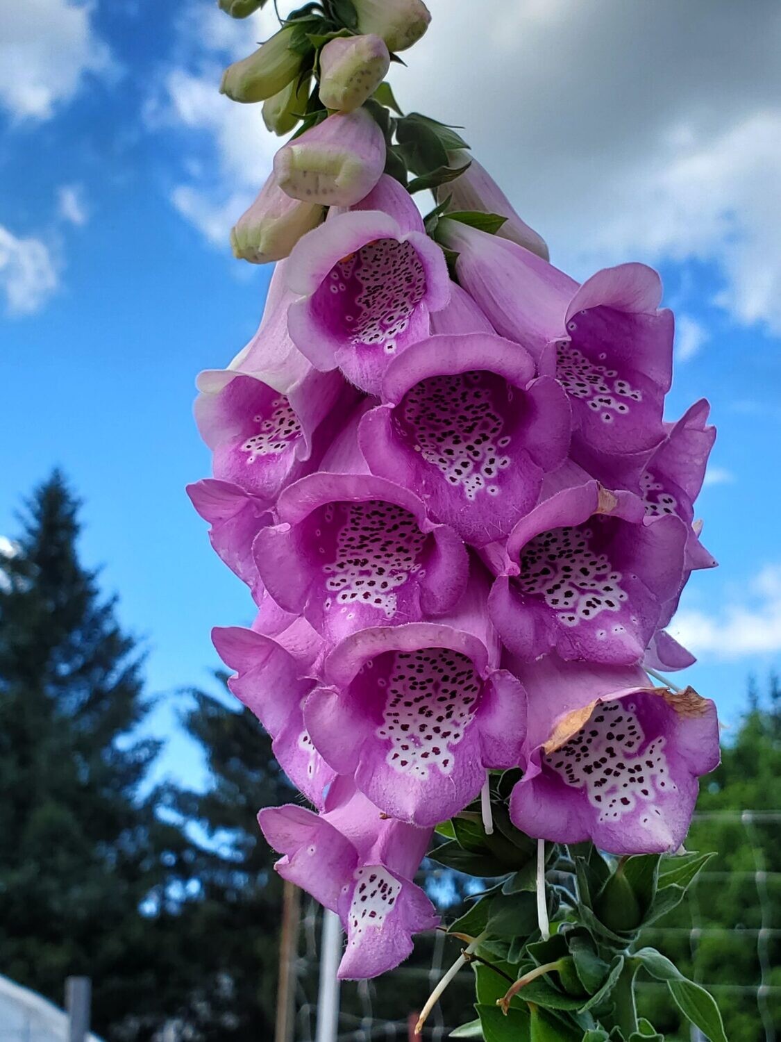 Common Foxglove - Pink