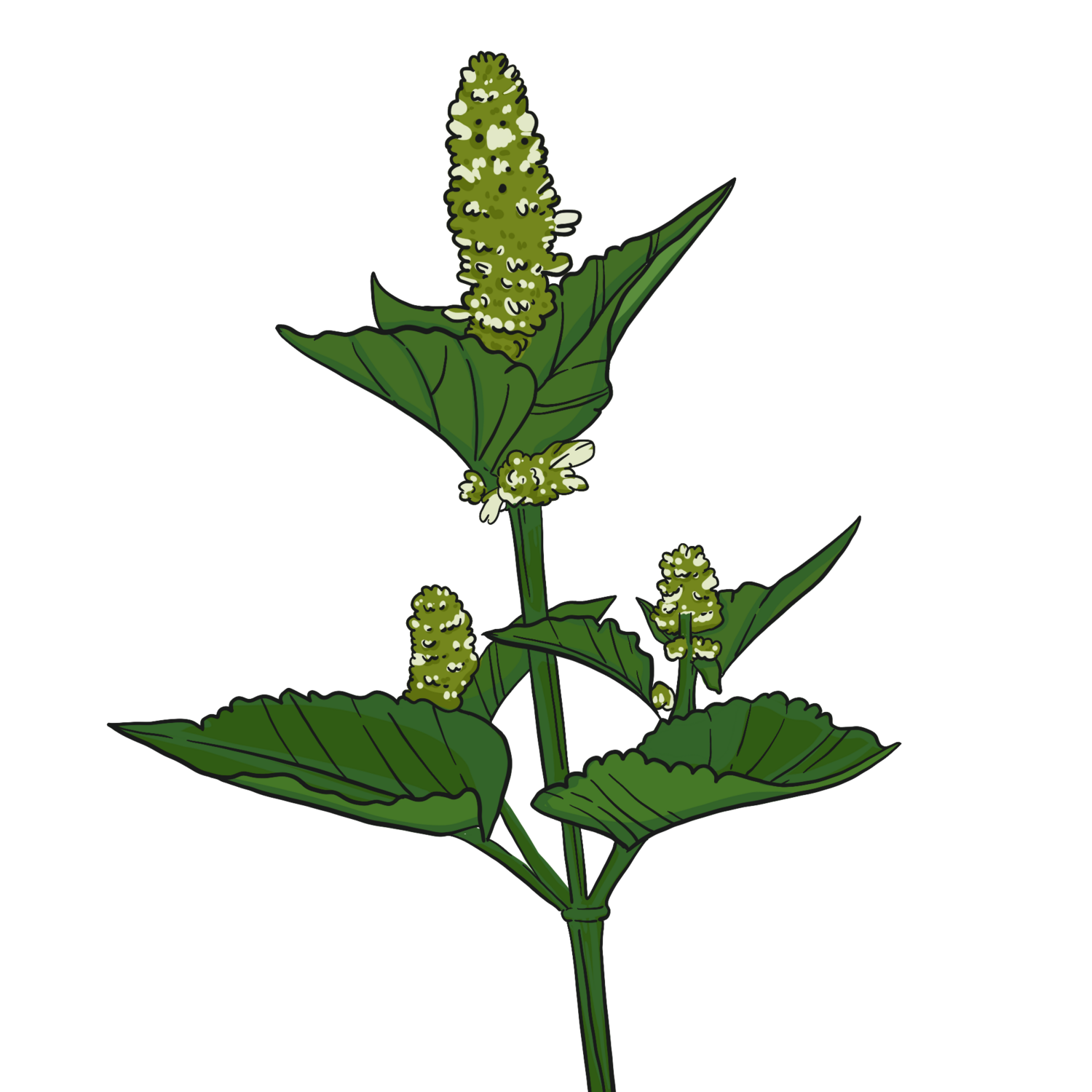 White Anise Hyssop
