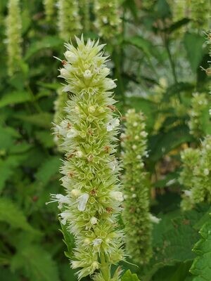 White Anise Hyssop