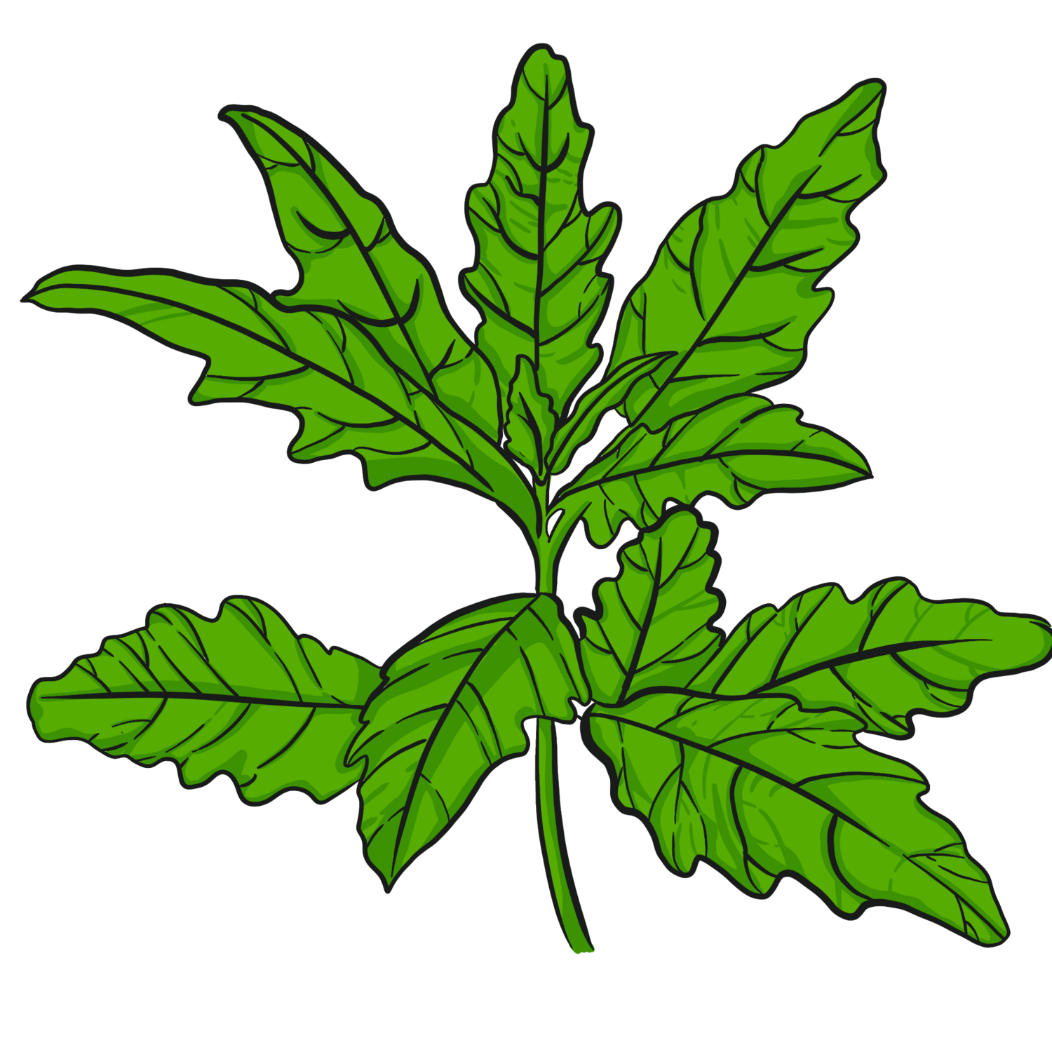 Epazote