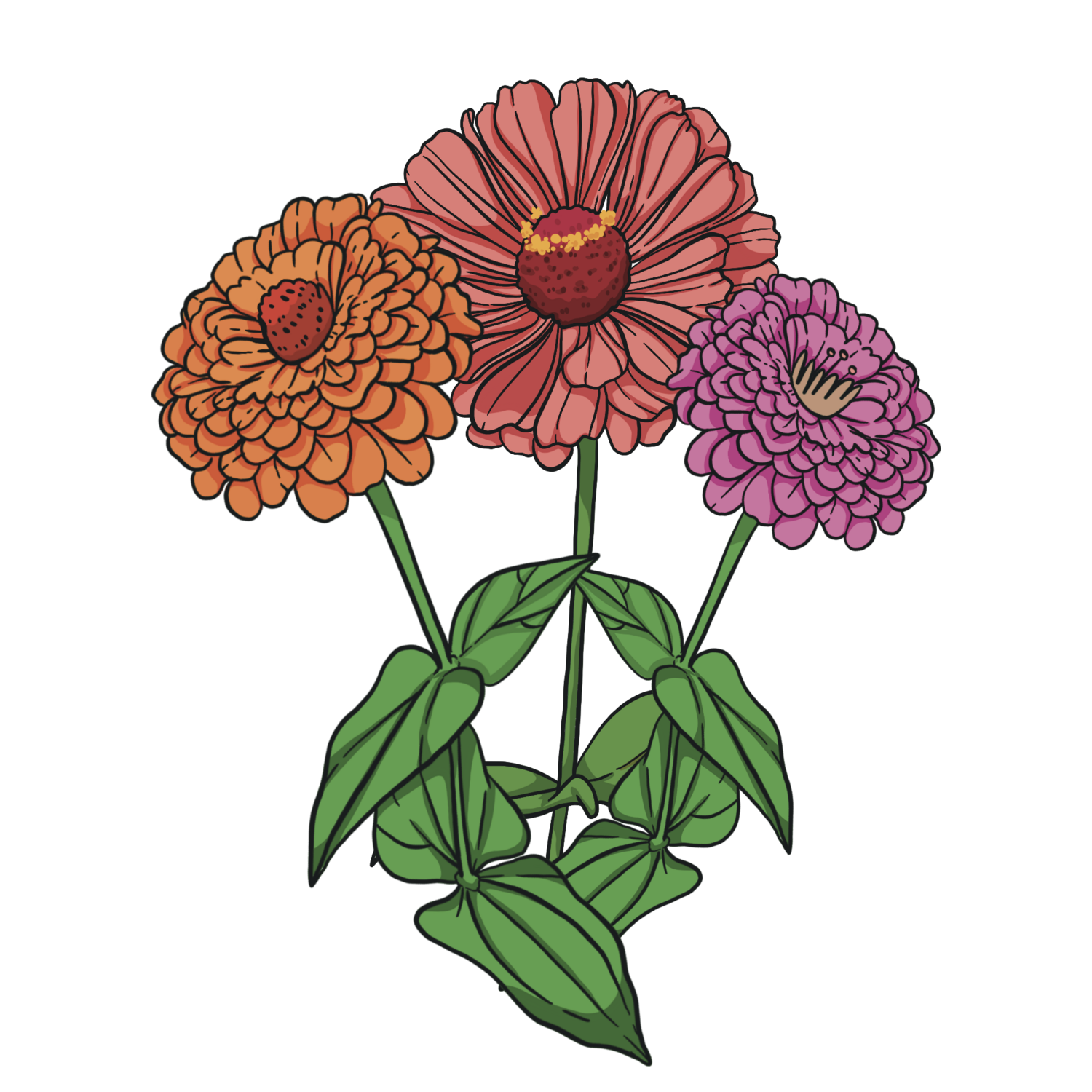 California Giant Zinnias