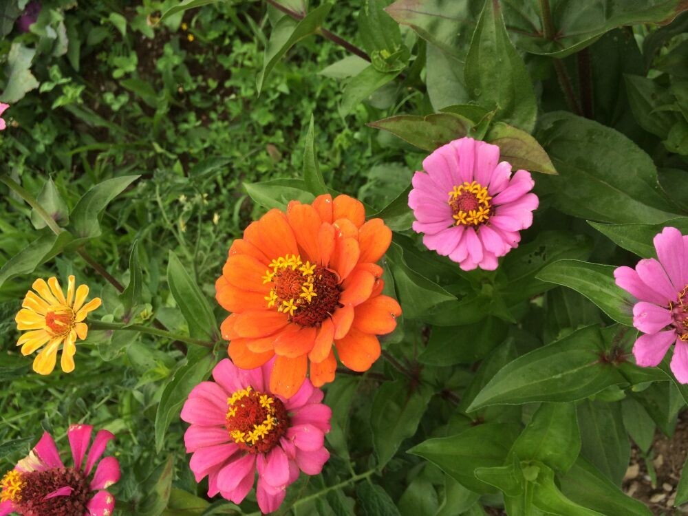 California Giant Zinnias