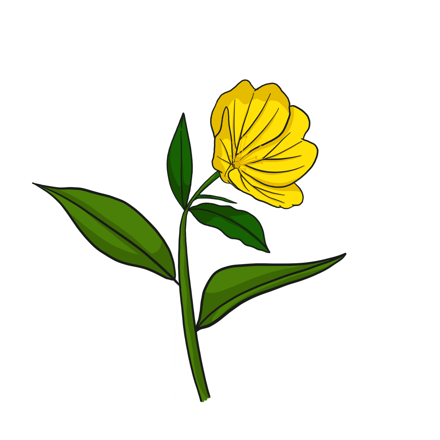 Evening Primrose