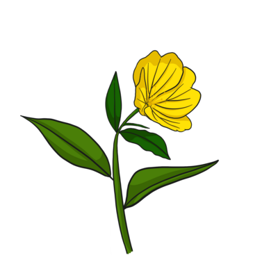 Evening Primrose
