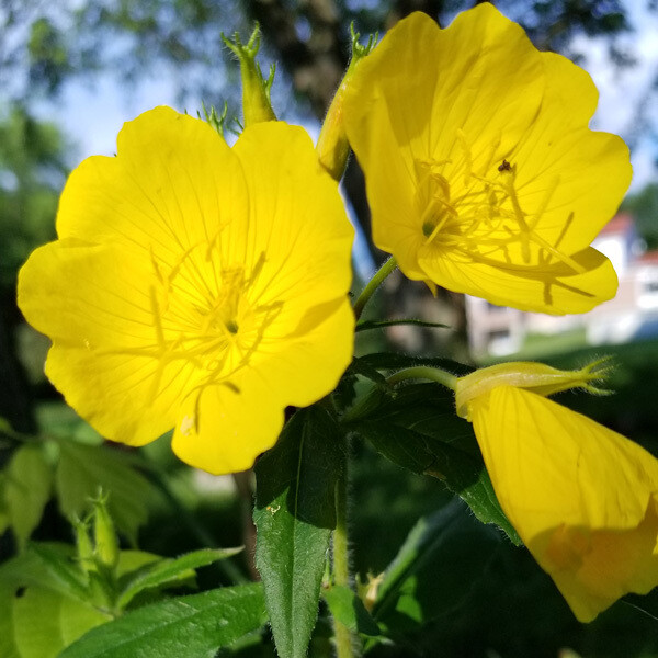 Evening Primrose