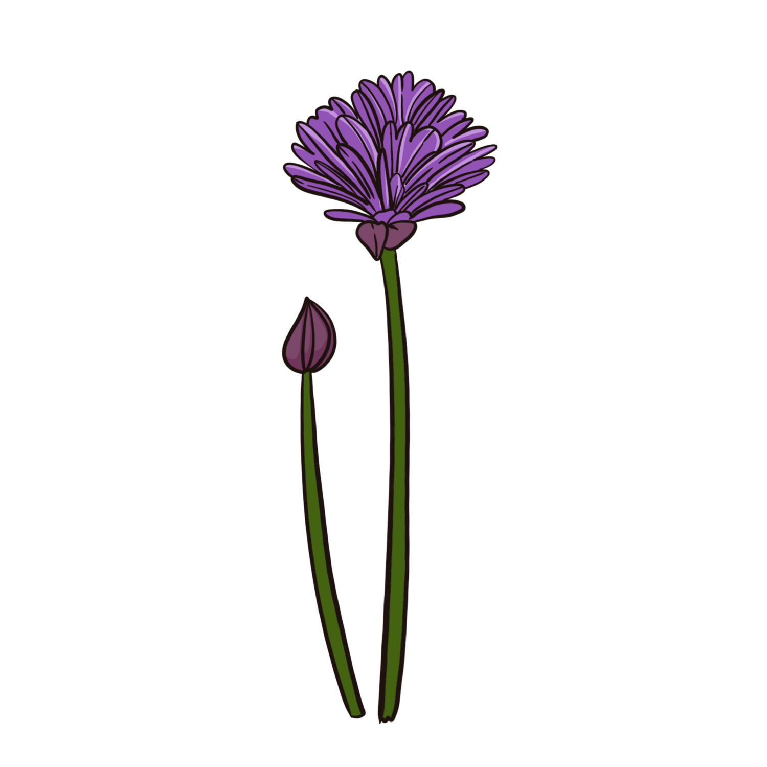 Common Chives