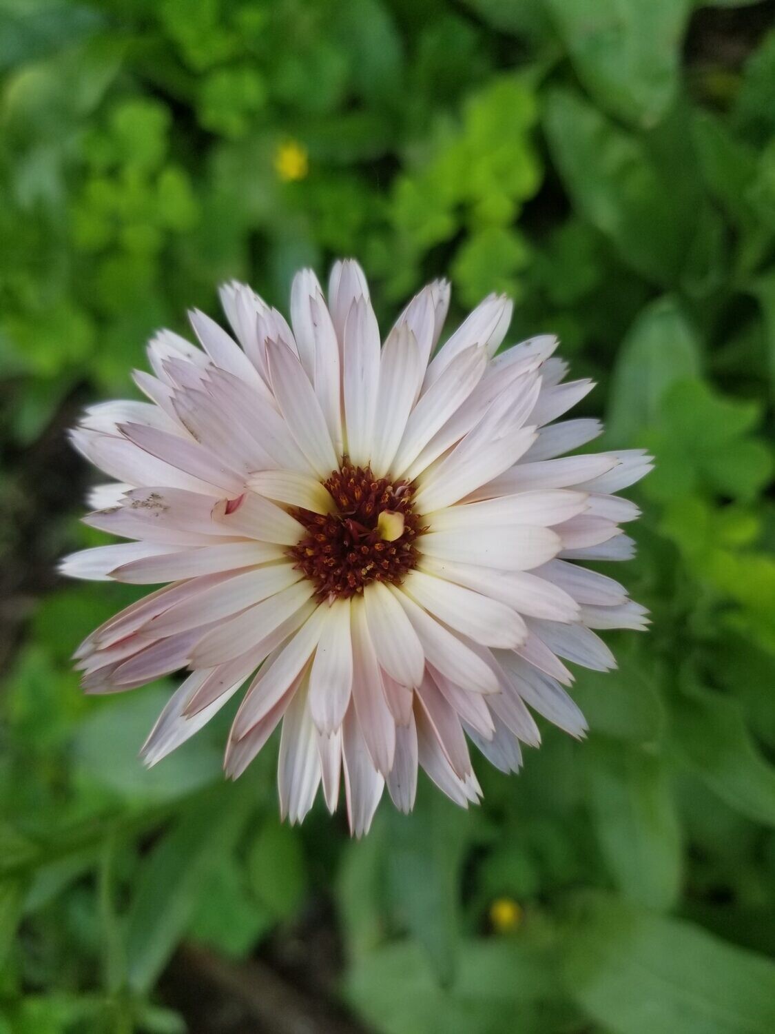 Strawberry Blonde Calendula