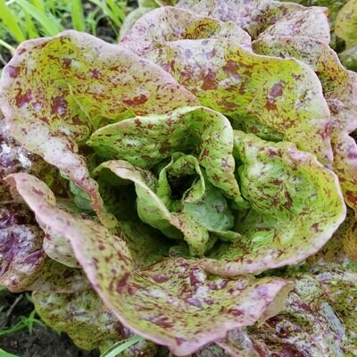 Speckled Amish Bibb lettuce