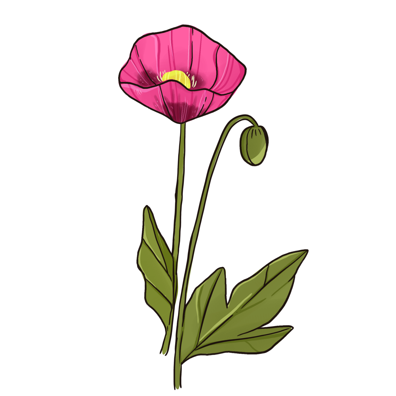 Papaver fragnum Pink Dawn