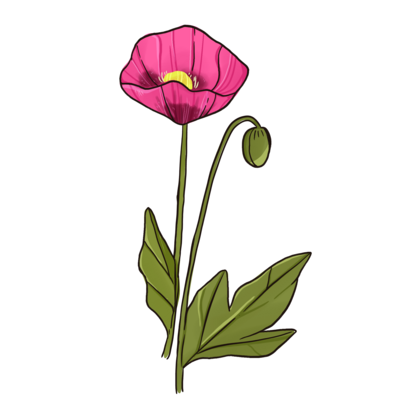 Papaver fragnum Pink Dawn