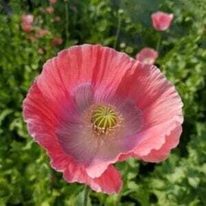 Papaver fragnum Pink Dawn